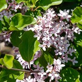 Dwarf Korean Lilac